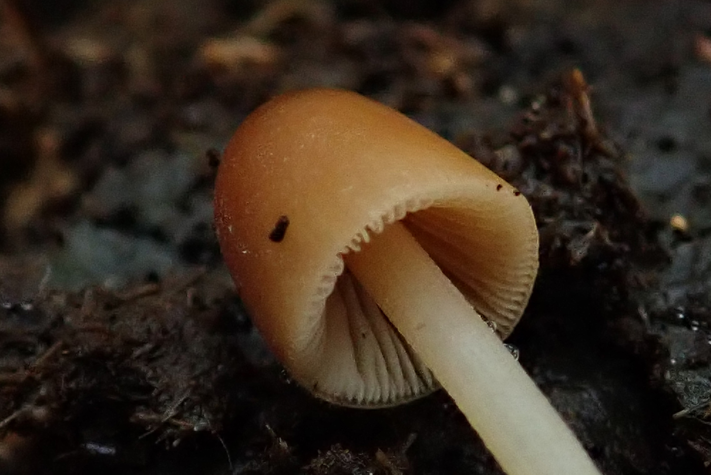 Conocybe pubescens  by Penny Cullington